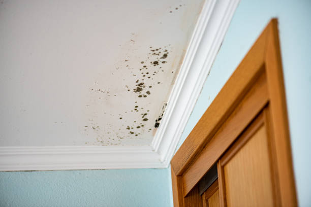 Best Residential Mold Remediation in Highland Village, TX