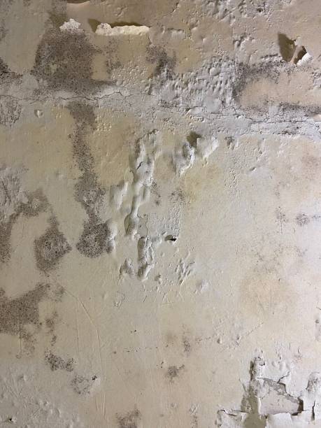 Best Basement Mold Remediation in Highland Village, TX
