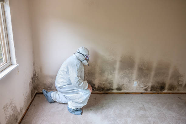 Best Post-Flood Mold Remediation in Highland Village, TX