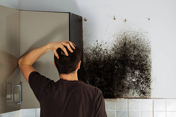 Best Black Mold Remediation in Highland Village, TX