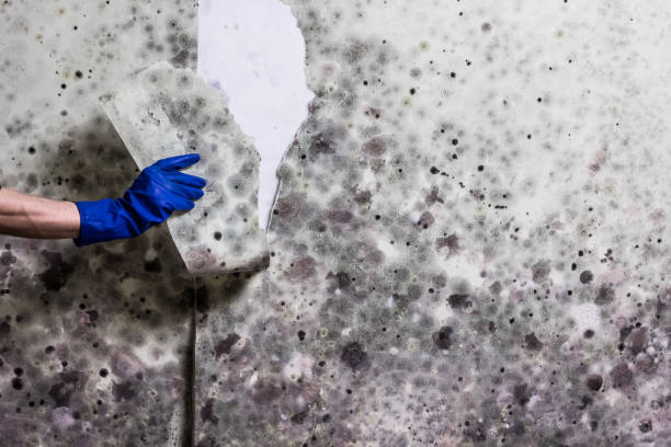Best HVAC Mold Remediation in Highland Village, TX